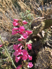 Penstemon parryi