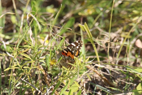 Painted Lady