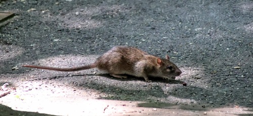 Rata Parda