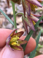 Fritillaria micrantha