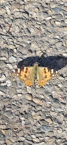 Painted Lady