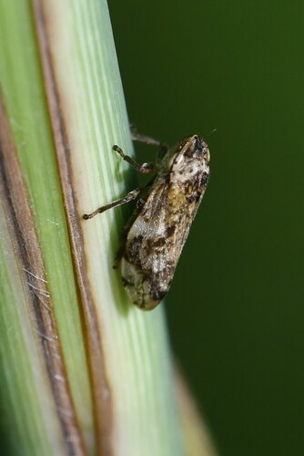 Meadow Spittlebug