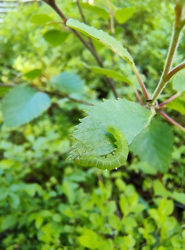 Amauronematus amplus