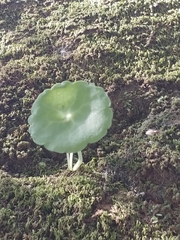 Umbilicus intermedius