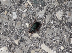 Harpalus