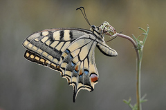 Papilio machaon