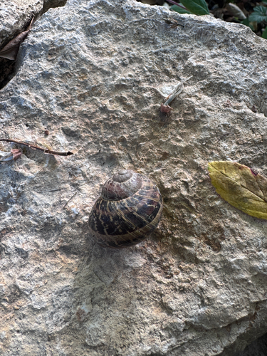 Garden Snail