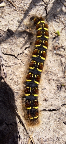 Small Eggar