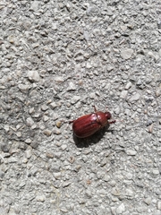 Holochelus