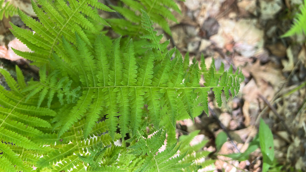 New York fern