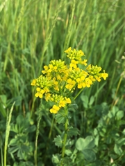 Barbarea vulgaris