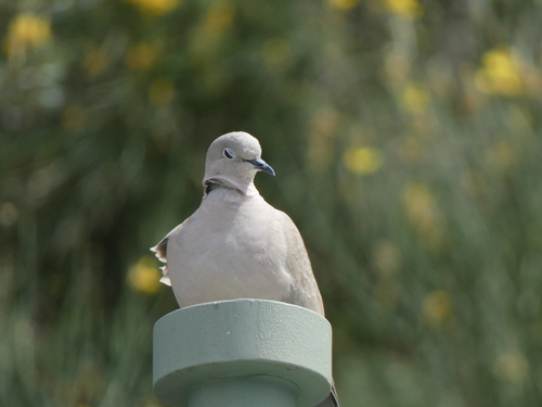 Eurasian Collared-Dove