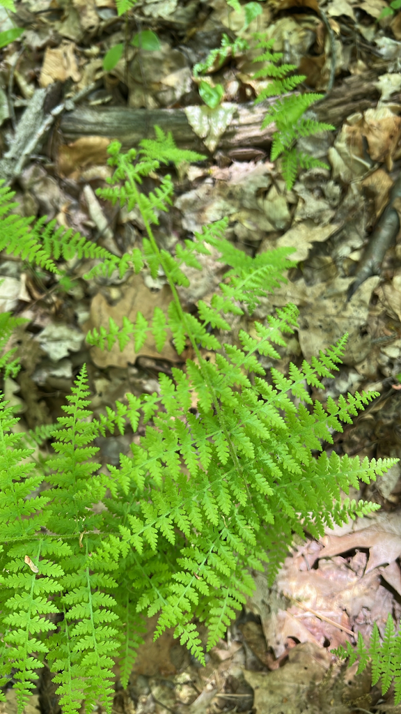 hay-scented fern