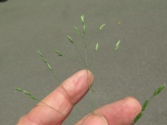 Poa wolfii