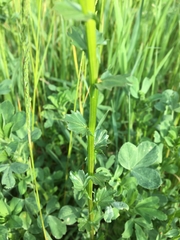 Barbarea vulgaris