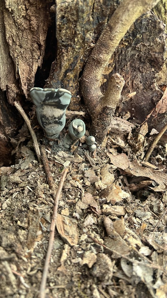 dead man's fingers
