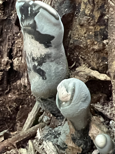 dead man's fingers
