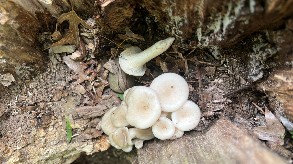 pale oyster