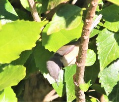 Apalis thoracica capensis