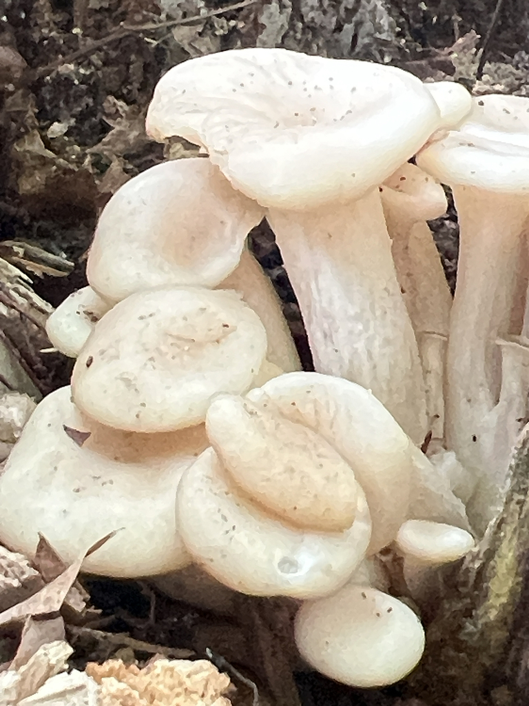 pale oyster