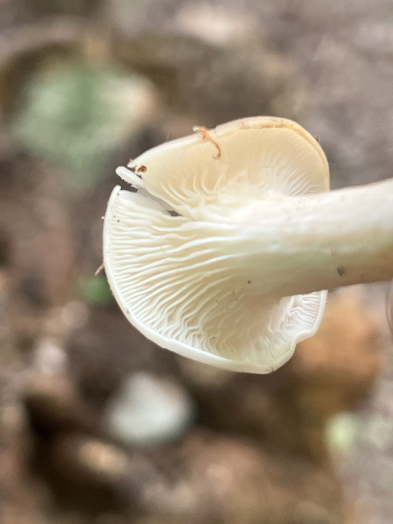 pale oyster