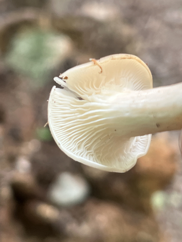 pale oyster