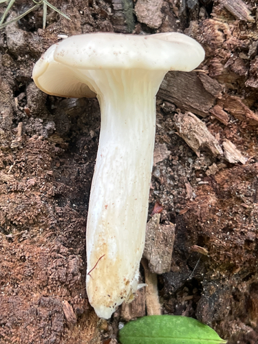 pale oyster