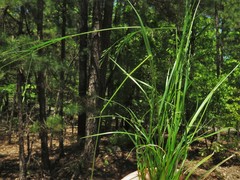 Poa wolfii