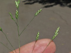 Poa wolfii