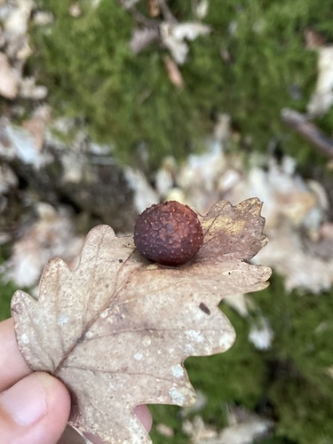 Cherry Gall Wasp