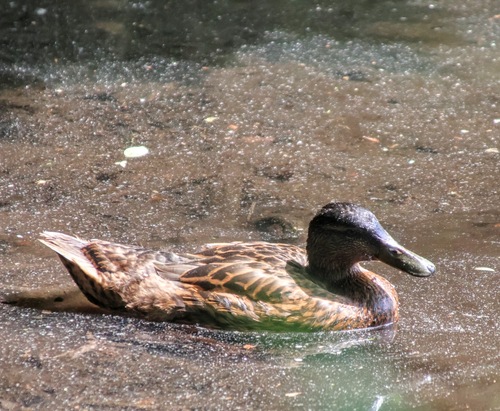 Duck