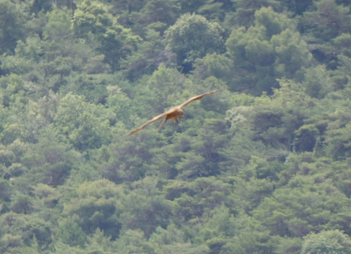 Black Kite