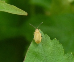 Ophraella