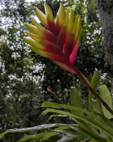 Vriesea carinata, photograph 5