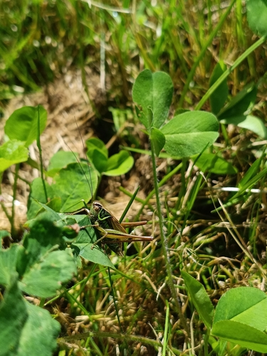 Roesel's Bush-cricket