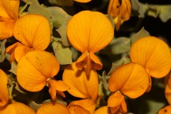 Rafnia globosa
