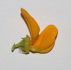 Rafnia globosa