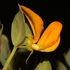 Rafnia globosa