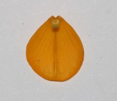 Rafnia globosa