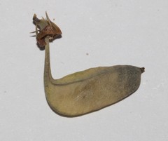 Rafnia globosa