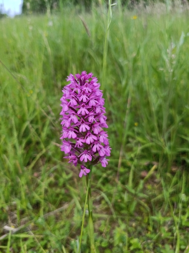 pyramidal orchid