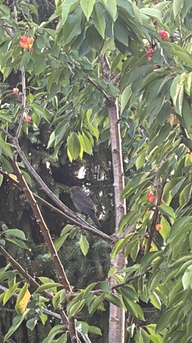 Amsel