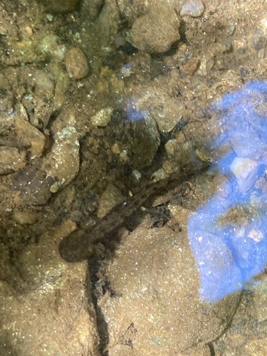 Fire Salamander