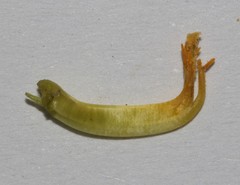 Rafnia globosa