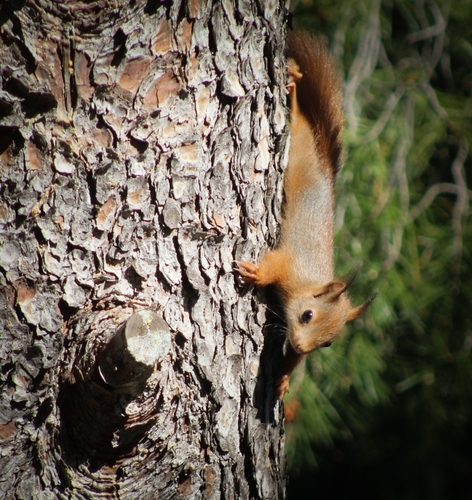 Eurasian Red Squirrel