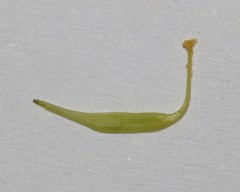 Rafnia globosa