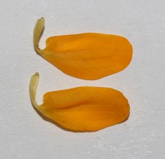 Rafnia globosa