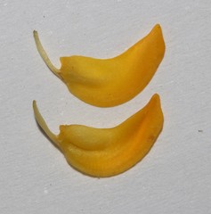 Rafnia globosa