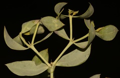Rafnia globosa