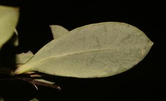 Rafnia globosa